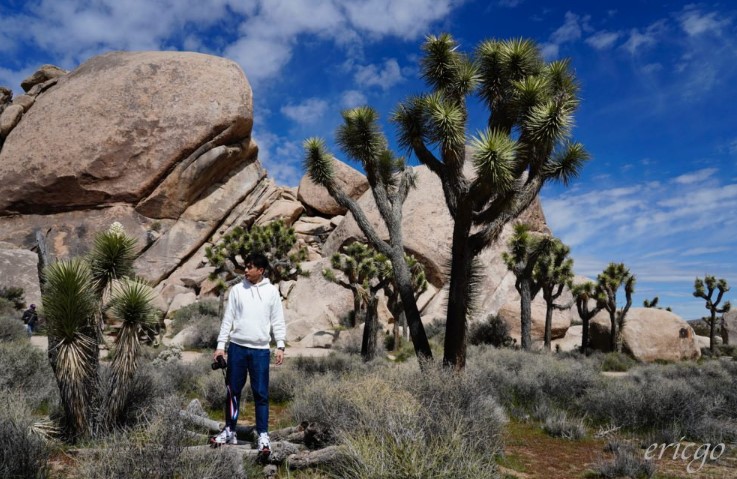 約書亞樹國家公園