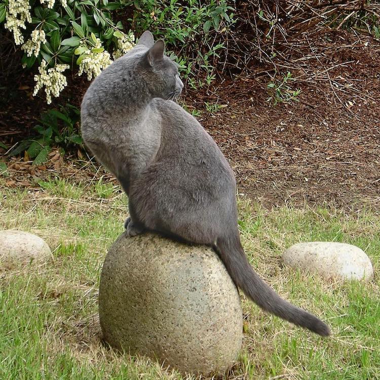 托利于, Richard Saunders