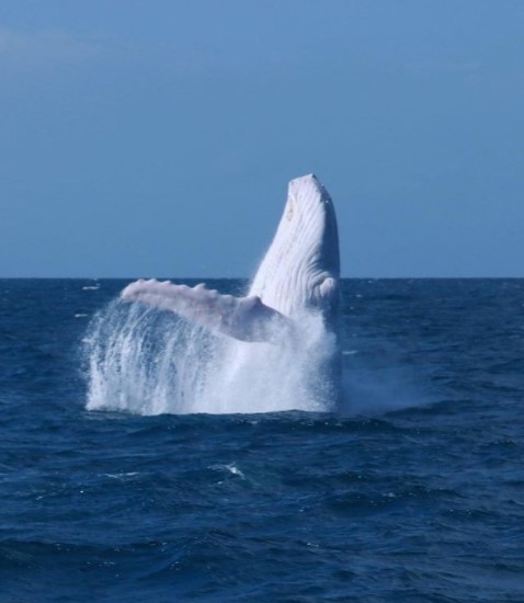 白座头鲸