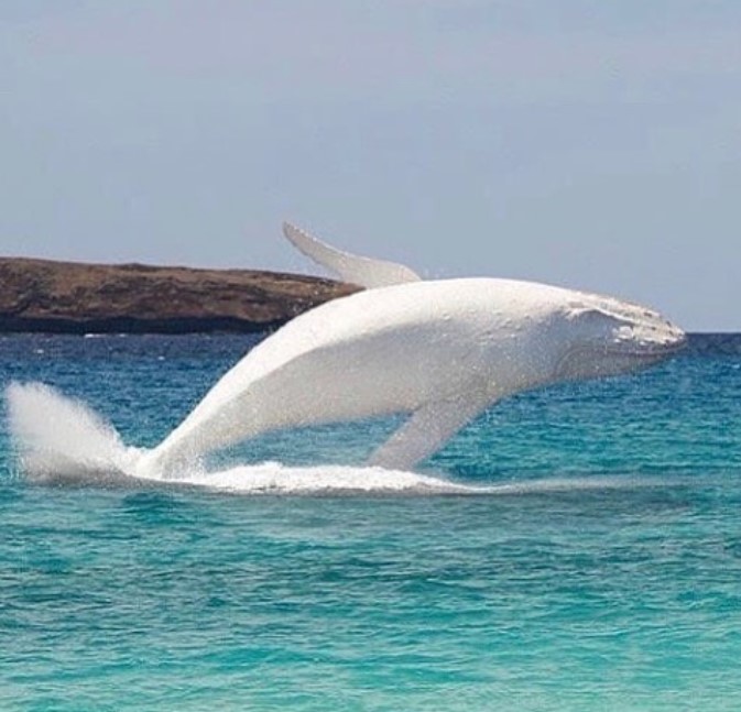 白座头鲸
