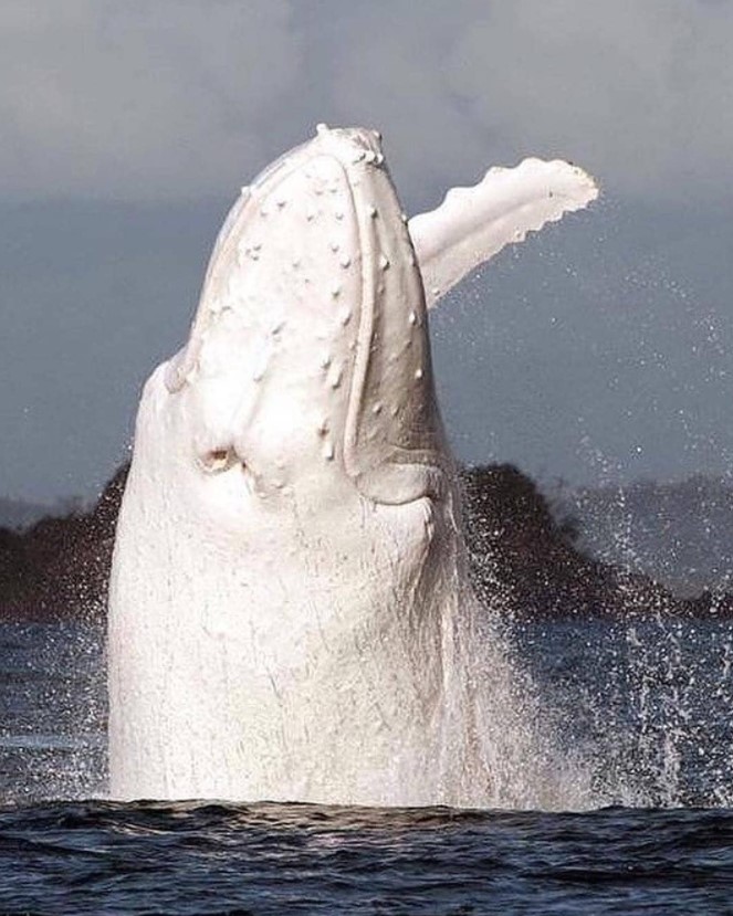 白座头鲸