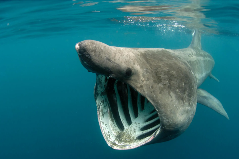 杰森-斯坦森,巨齿鲨2,吴京