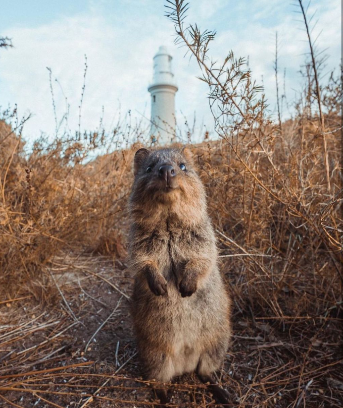 BLACKPINK Lisa,Quokka小岛,短尾矮袋鼠