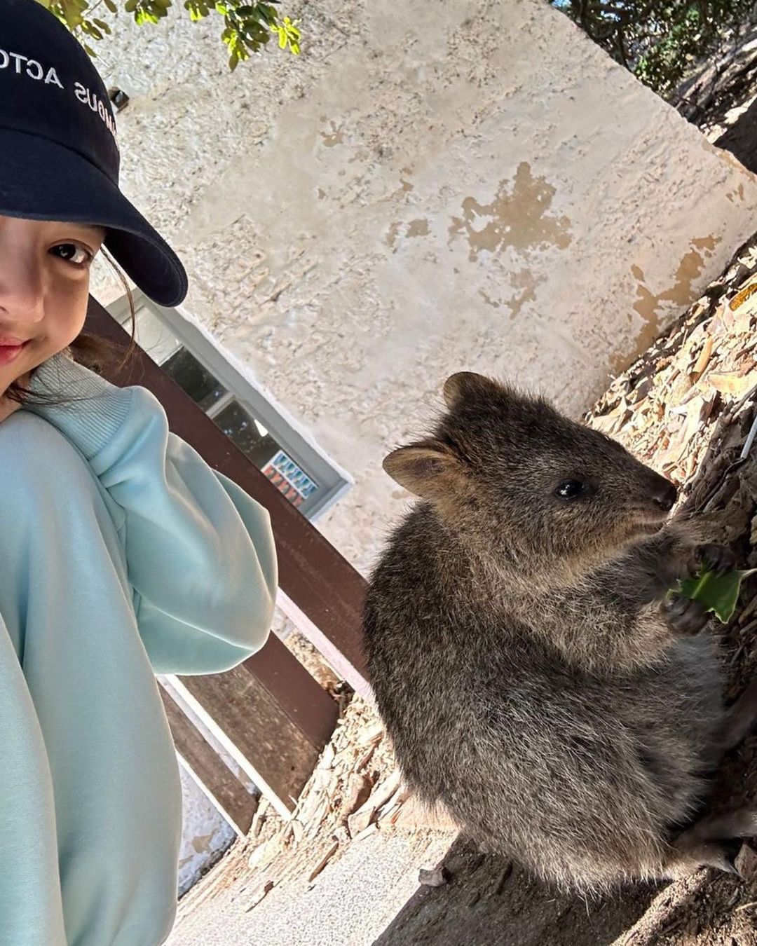 BLACKPINK Lisa,Quokka小岛,短尾矮袋鼠