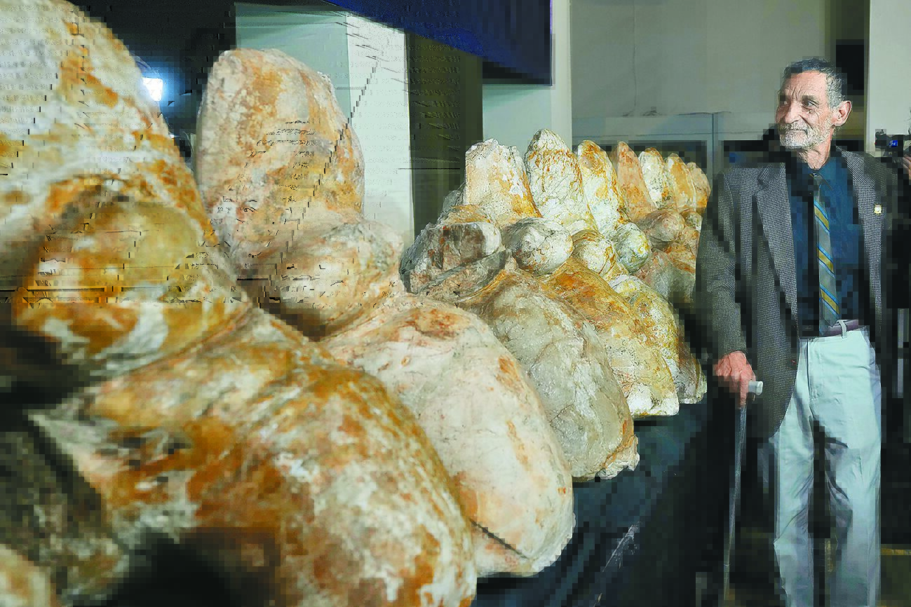 古代鲸鱼骨骼化石,秘鲁