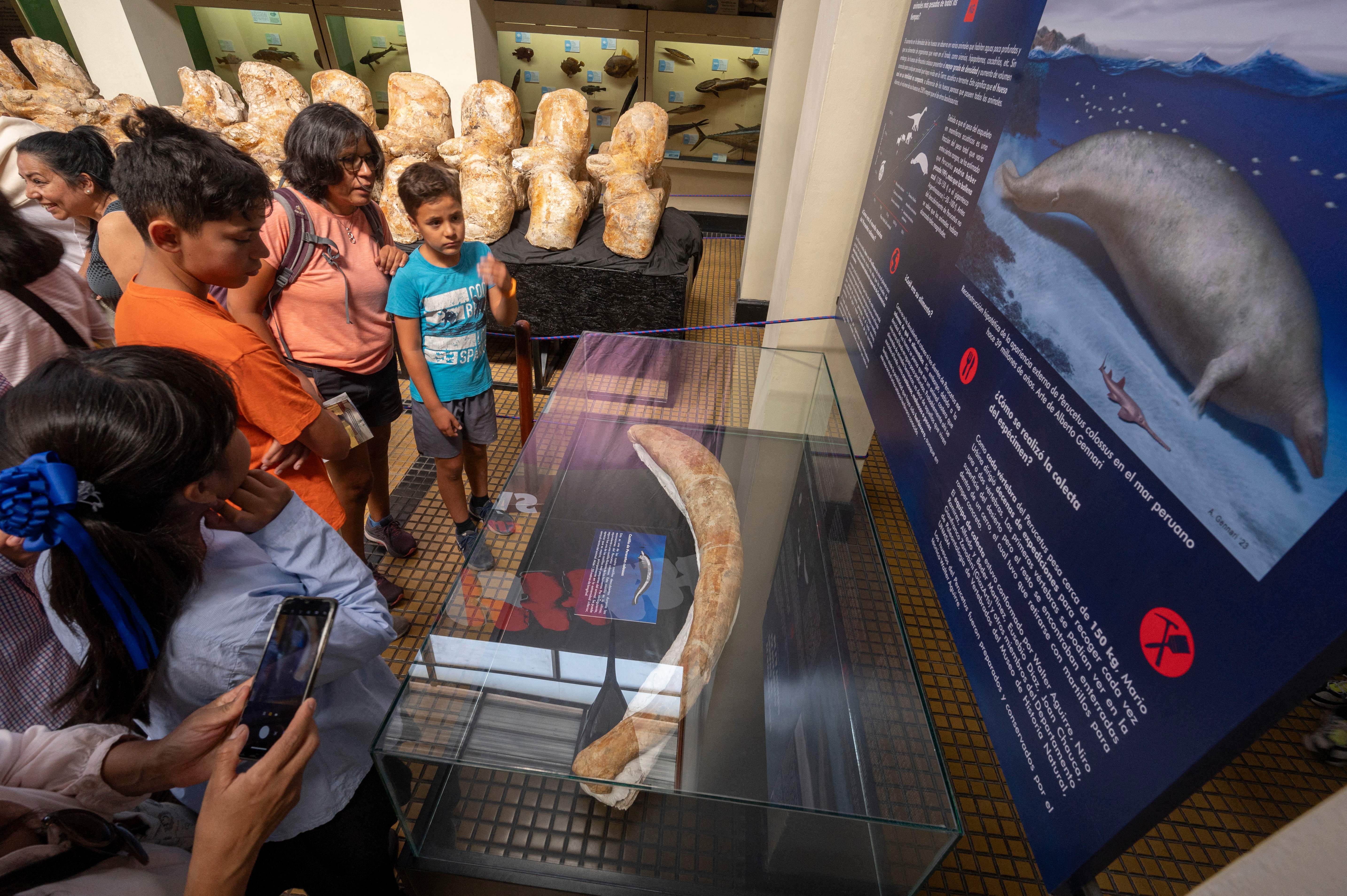 古代鲸鱼骨骼化石,秘鲁
