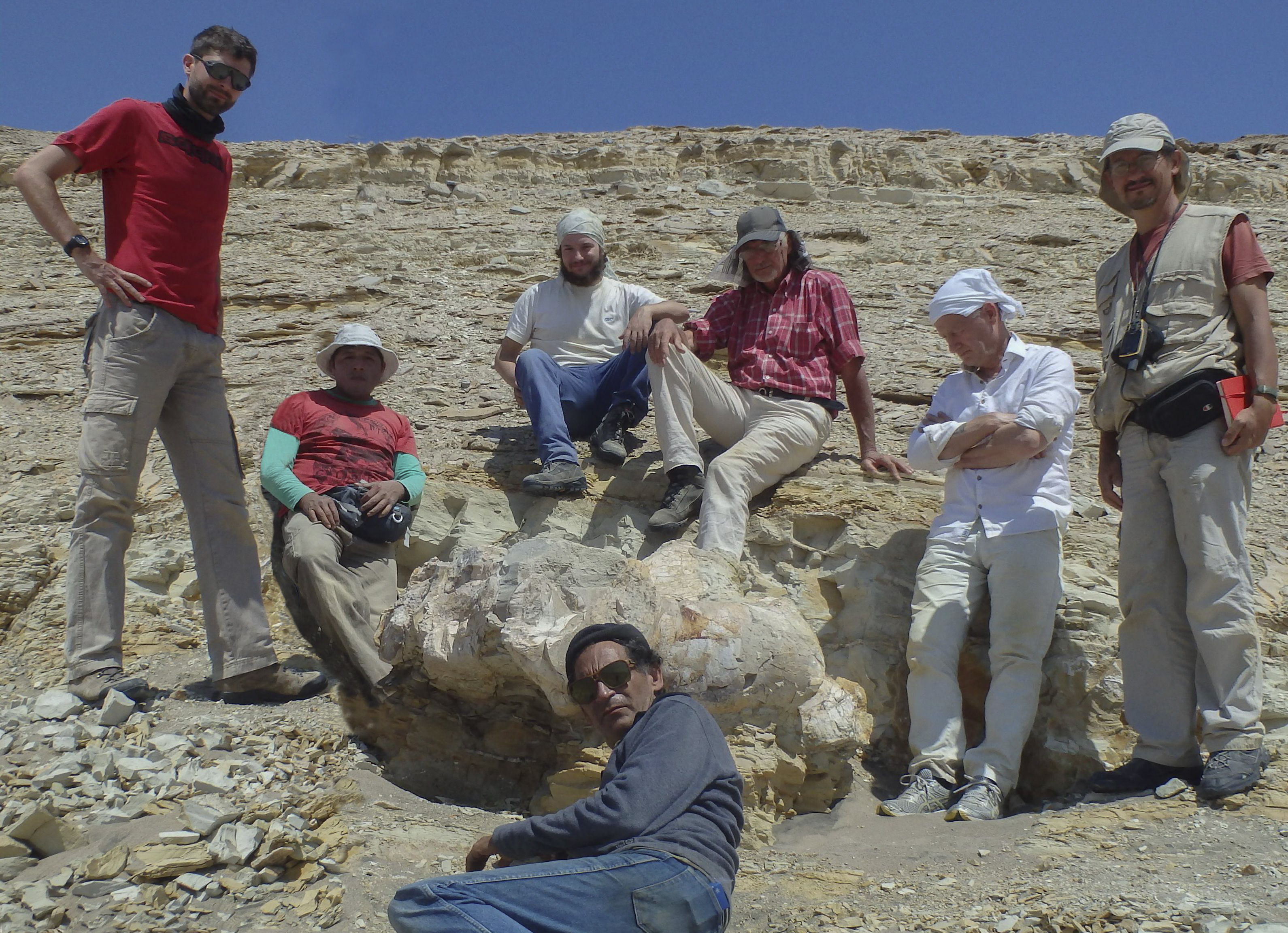 古代鲸鱼骨骼化石,秘鲁