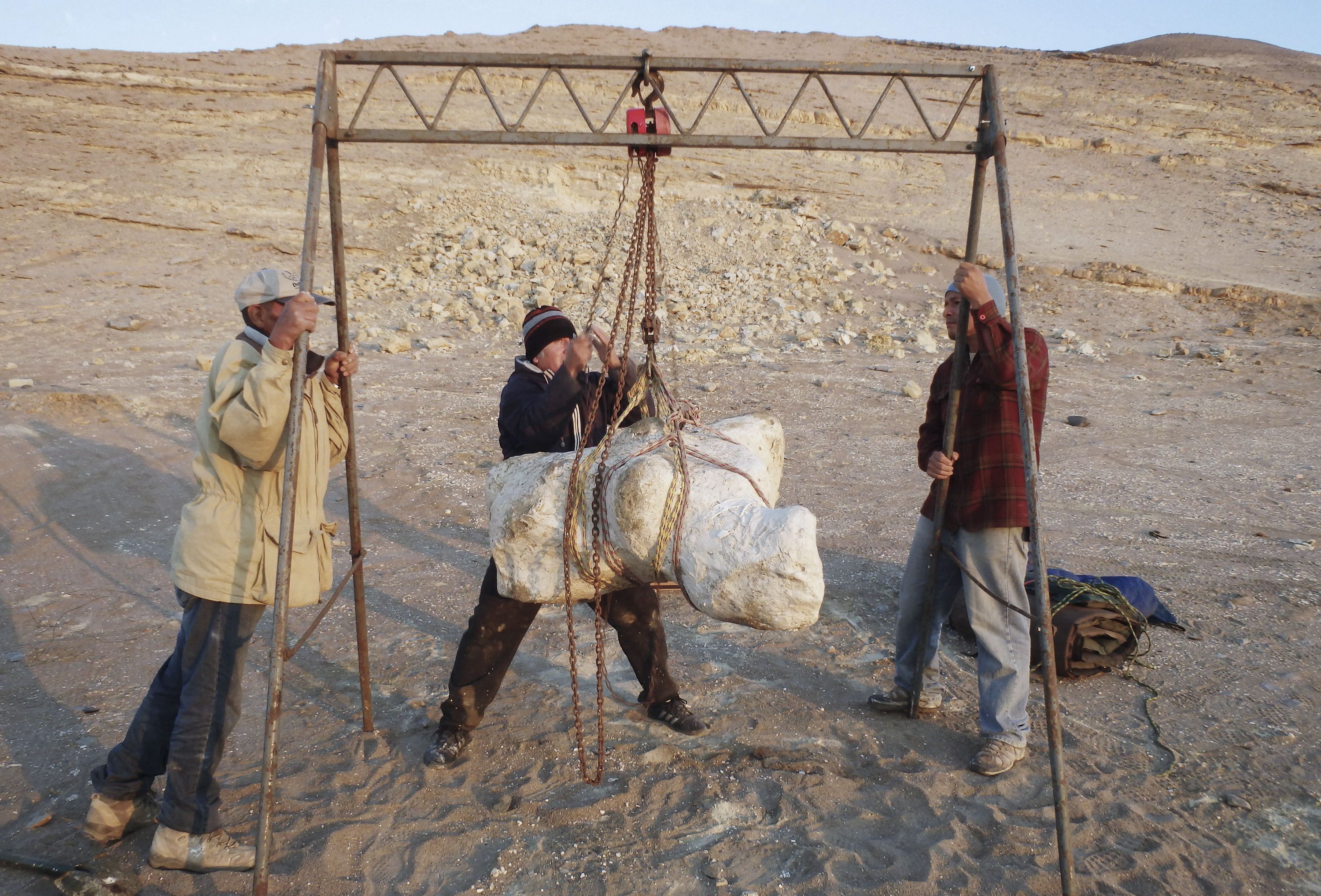 古代鲸鱼骨骼化石,秘鲁